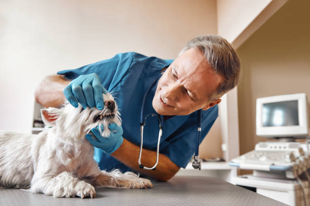 Best Emergency Broken Tooth Repair in Santa Anna, TX